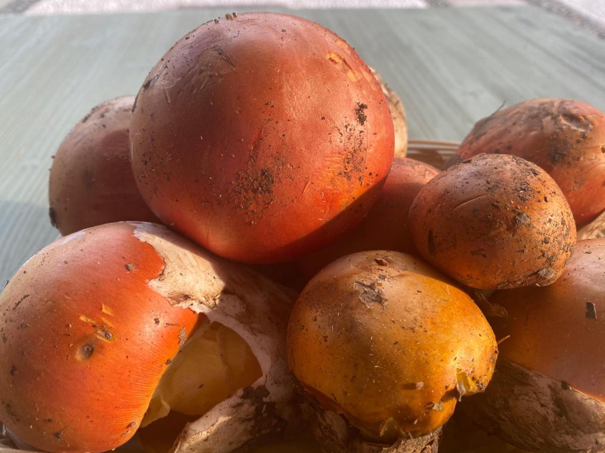 Agriturismo Grammelot سارنيكو المظهر الخارجي الصورة