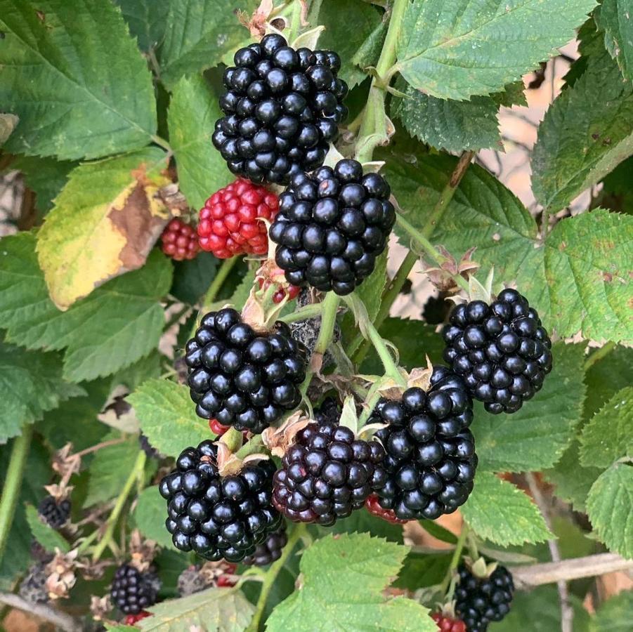 Agriturismo Grammelot سارنيكو المظهر الخارجي الصورة