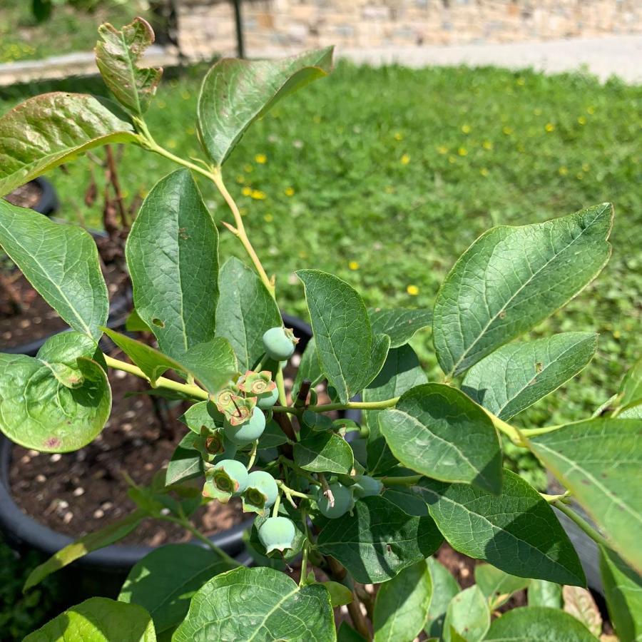 Agriturismo Grammelot سارنيكو المظهر الخارجي الصورة